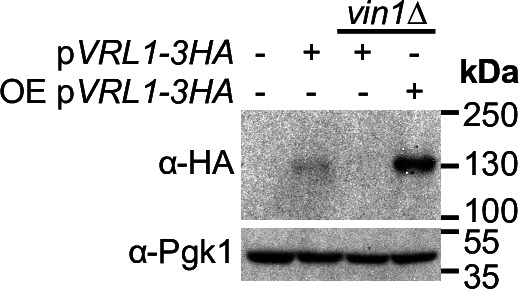 Figure 3—figure supplement 2.