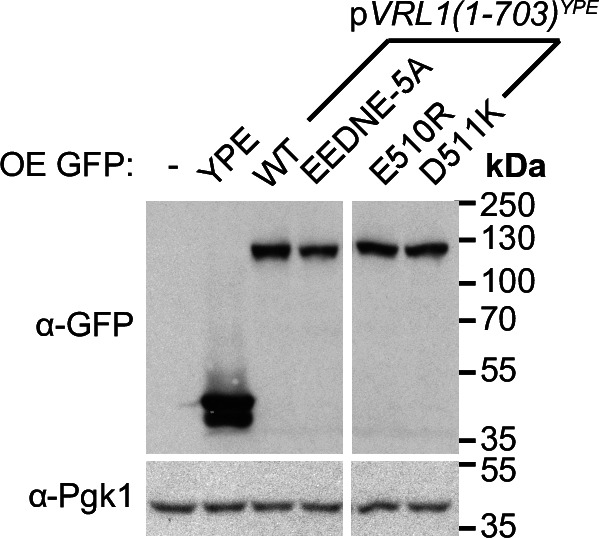 Figure 5—figure supplement 2.