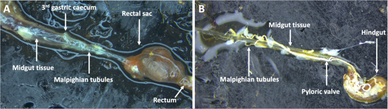 Figure 4