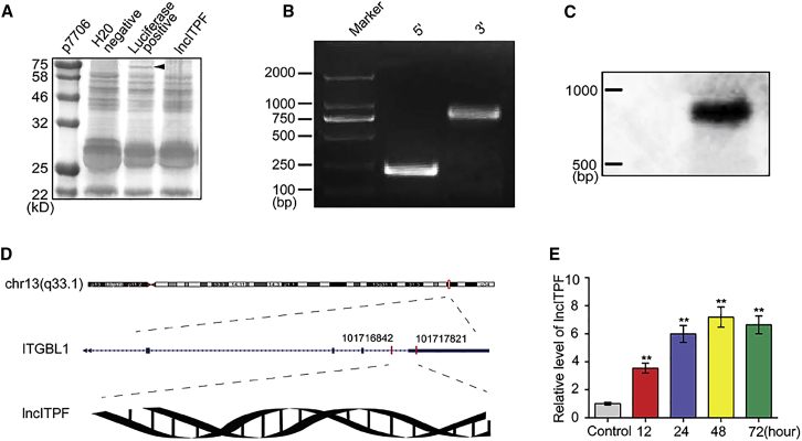 Figure 1