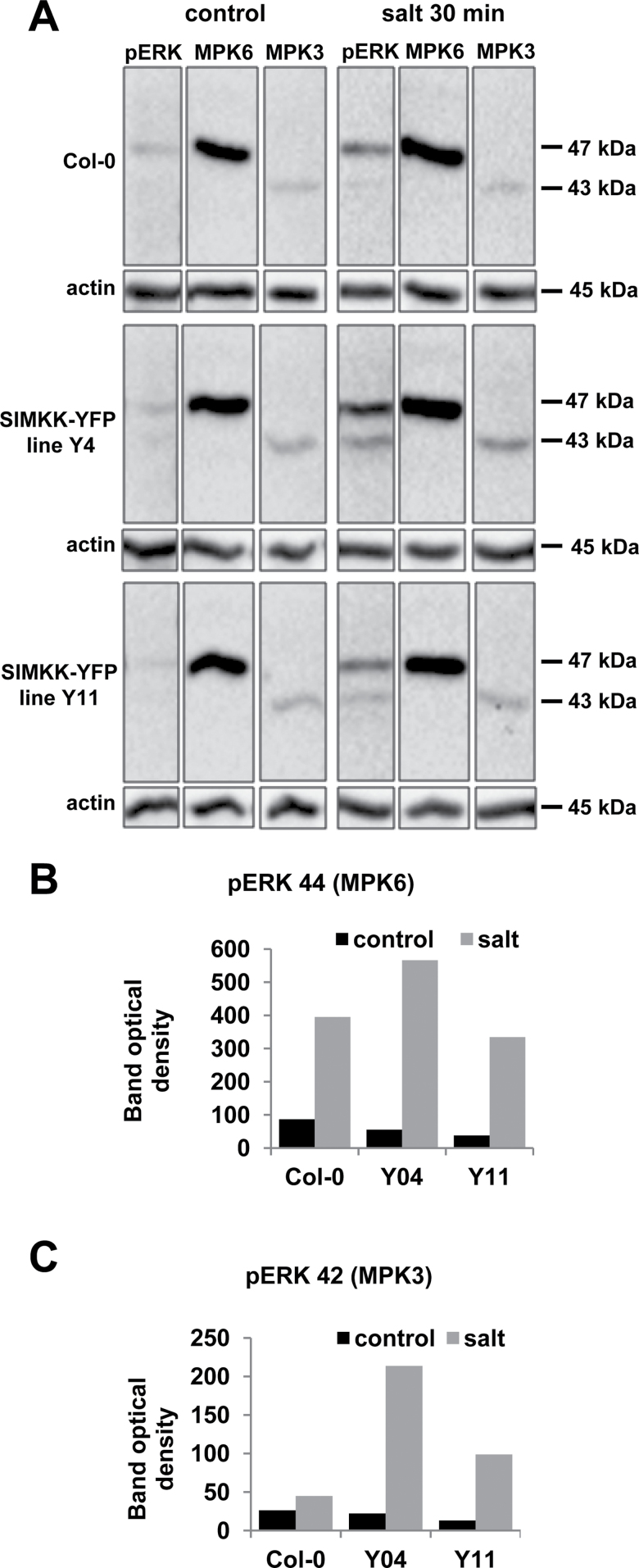 Fig. 7.