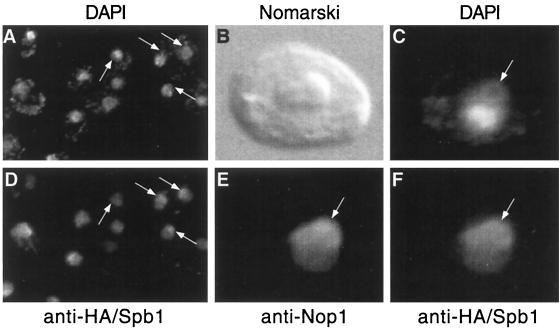 FIG. 8