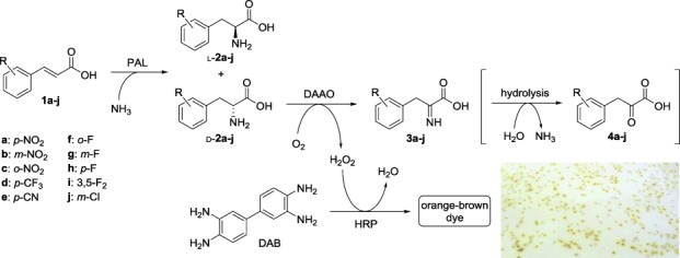 Scheme 2