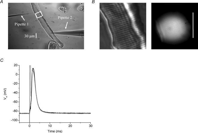 Fig. 1