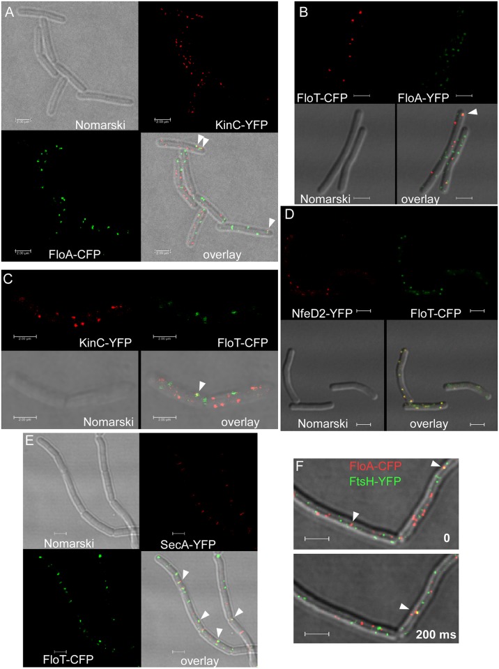 Fig 6