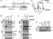 FIG 11