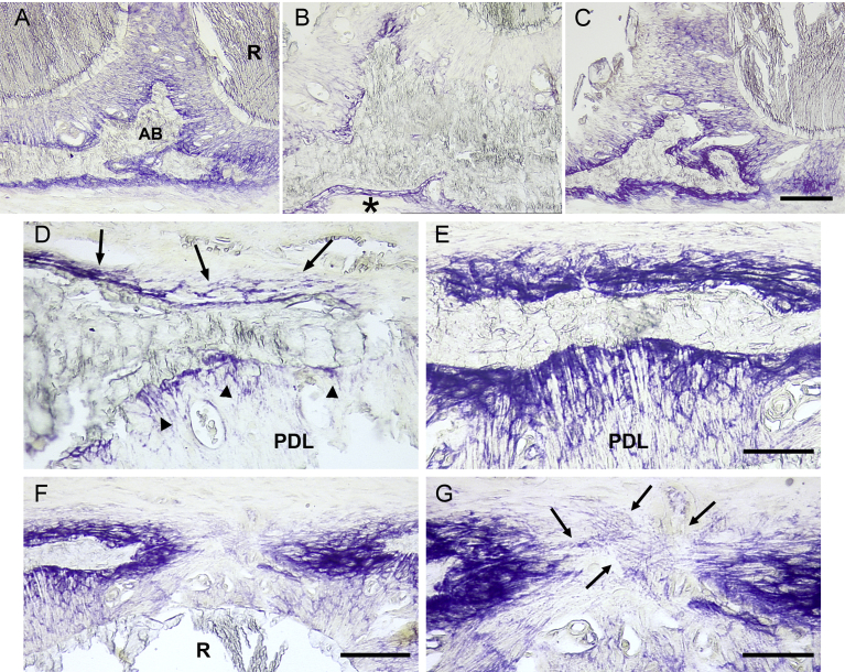 Fig. 6