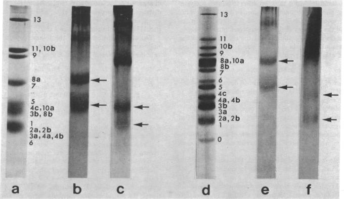 graphic file with name pnas00131-0267-a.jpg