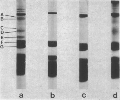 graphic file with name pnas00131-0266-a.jpg