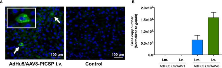 Figure 6