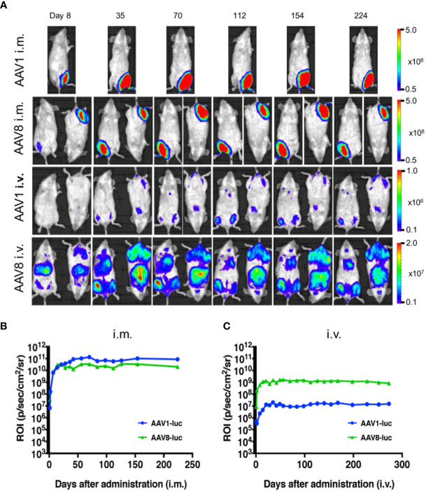 Figure 1