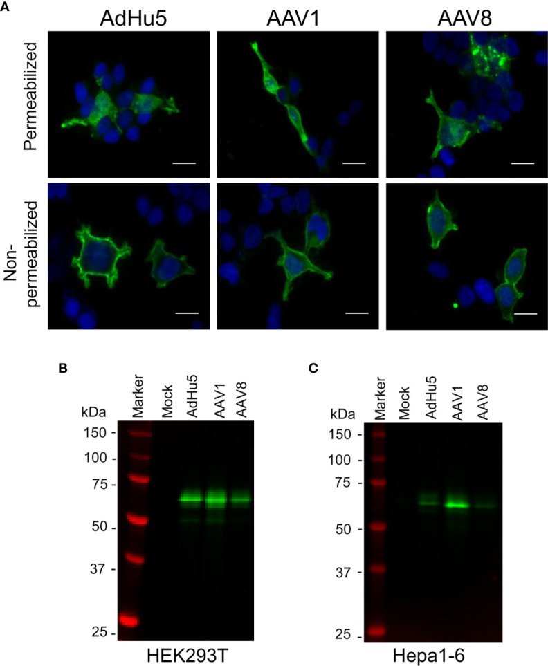 Figure 3