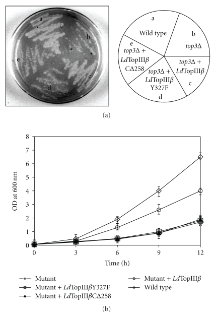 Figure 5