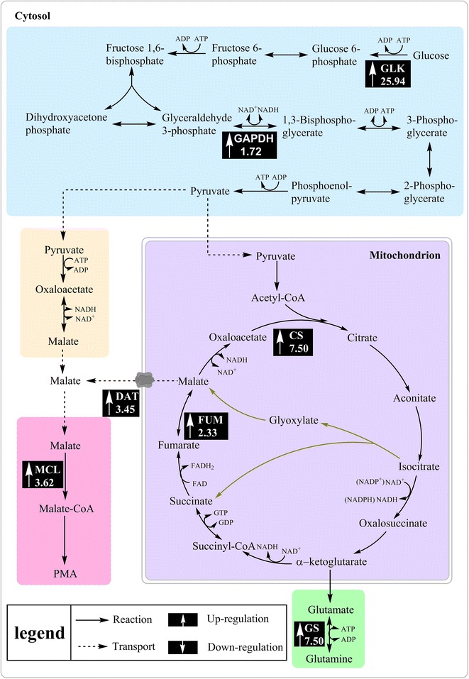 Fig. 6