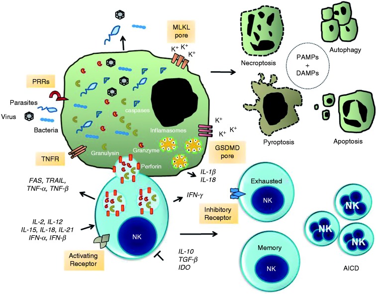 Figure 1.