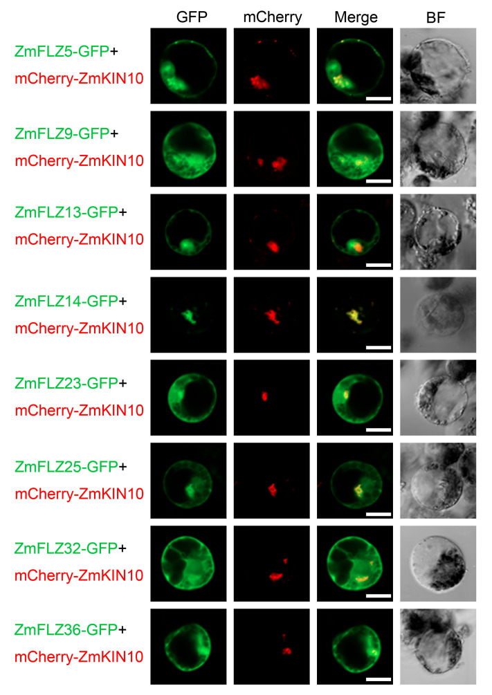 Genome-wide Identification and Characterization of FCS-Like Zinc Finger ...