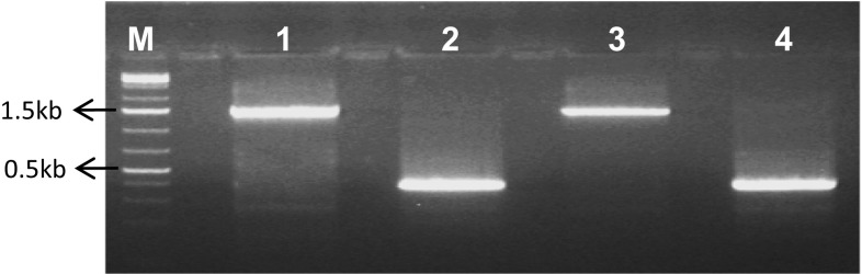 Fig. 2