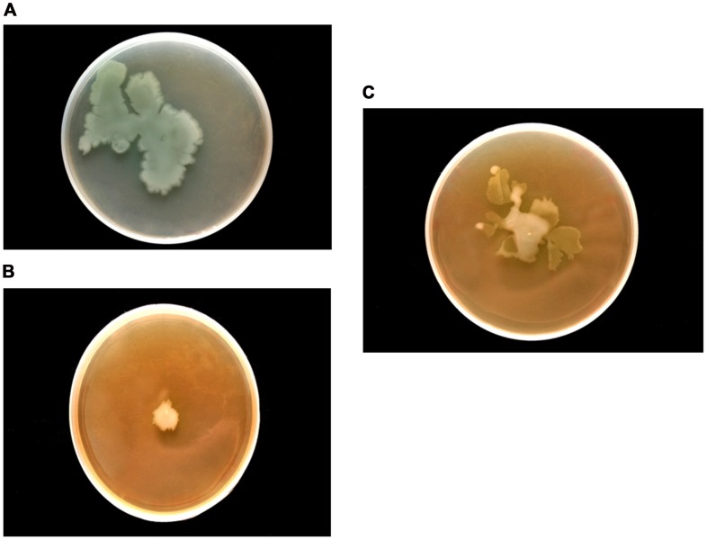 Figure 7