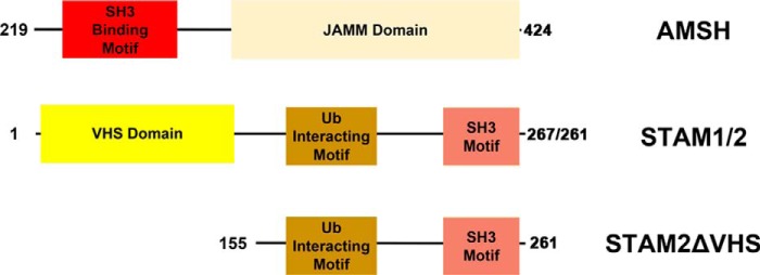 FIGURE 1.