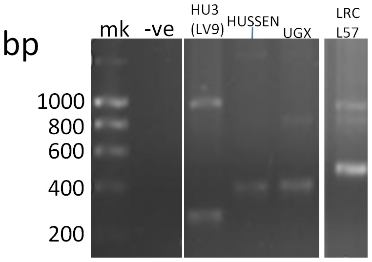 Figure 4