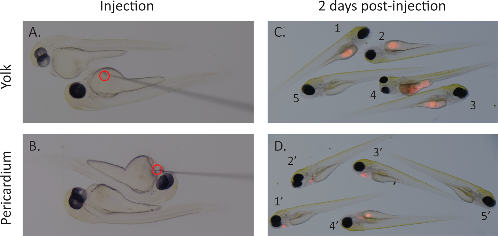 Figure 2: