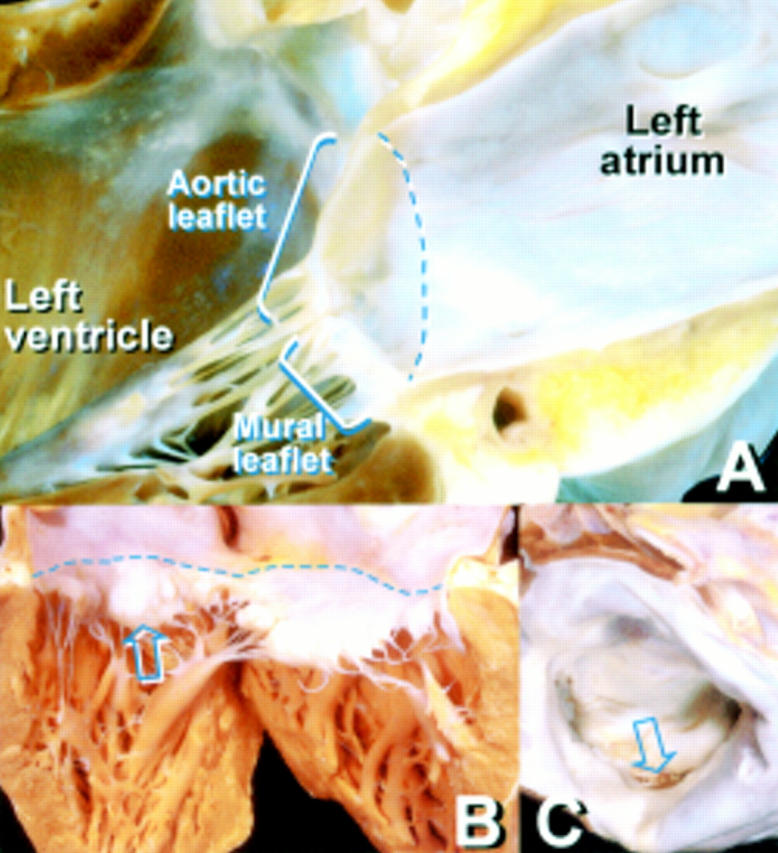 Figure 6 