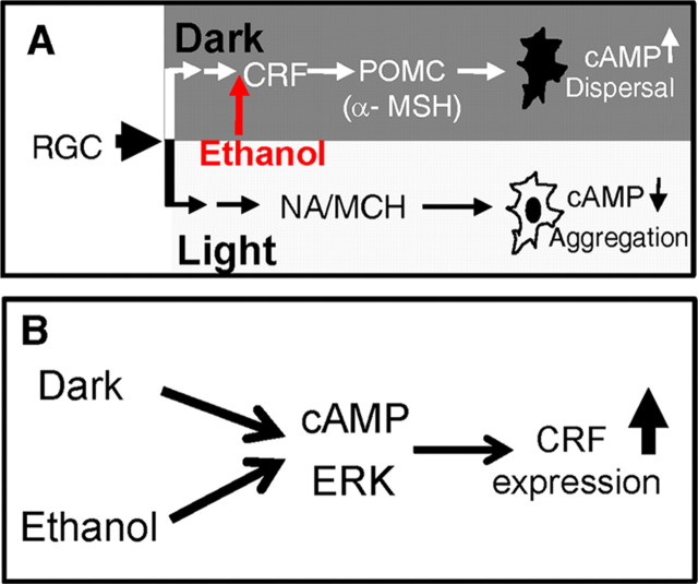 Figure 11.