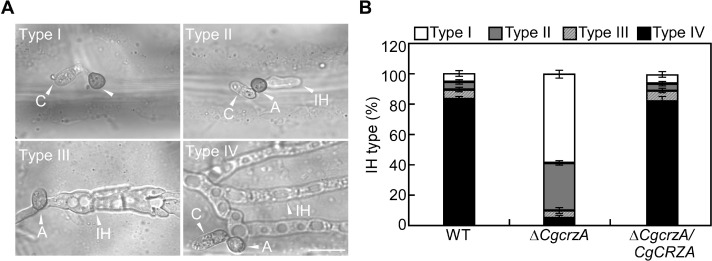 Fig. 8