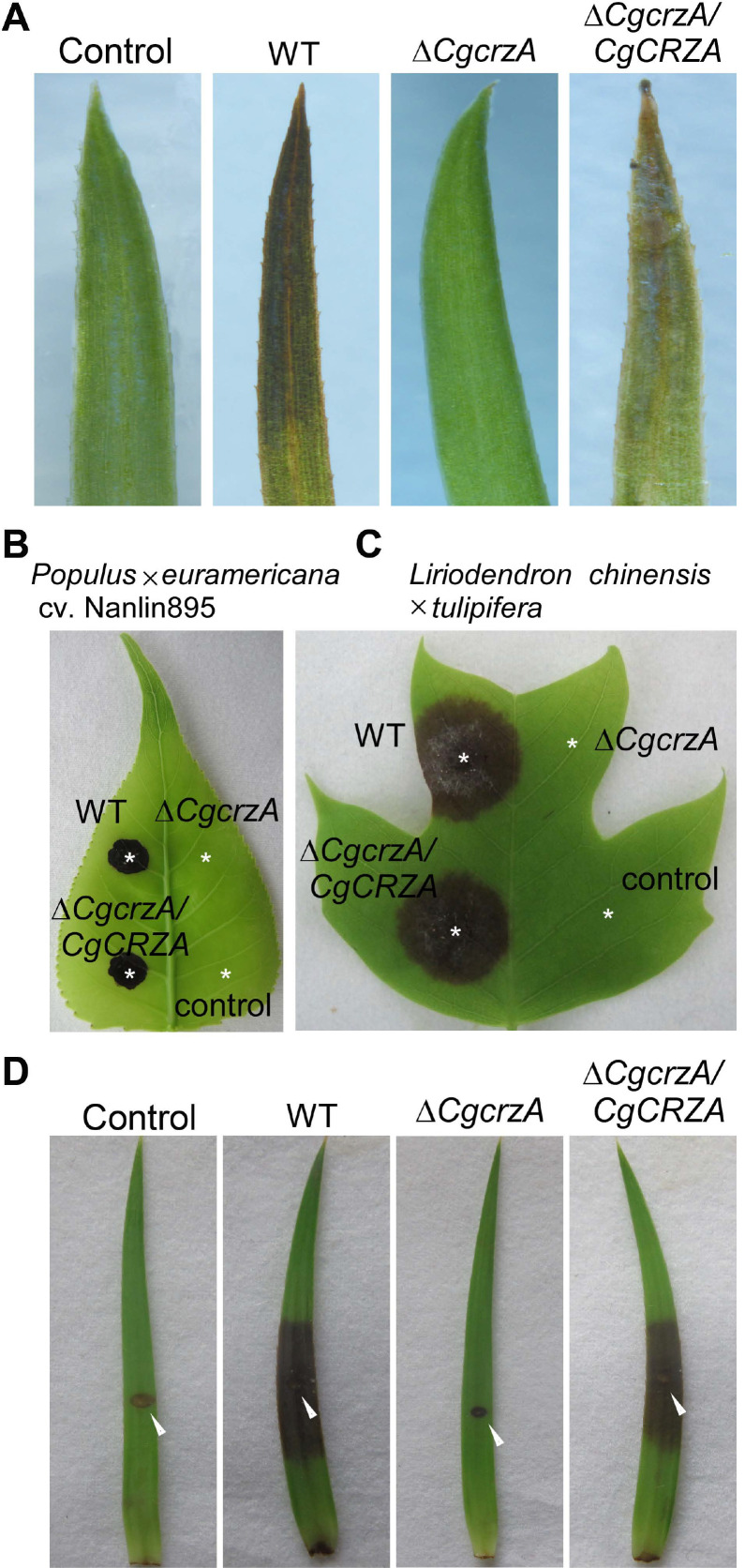 Fig. 9