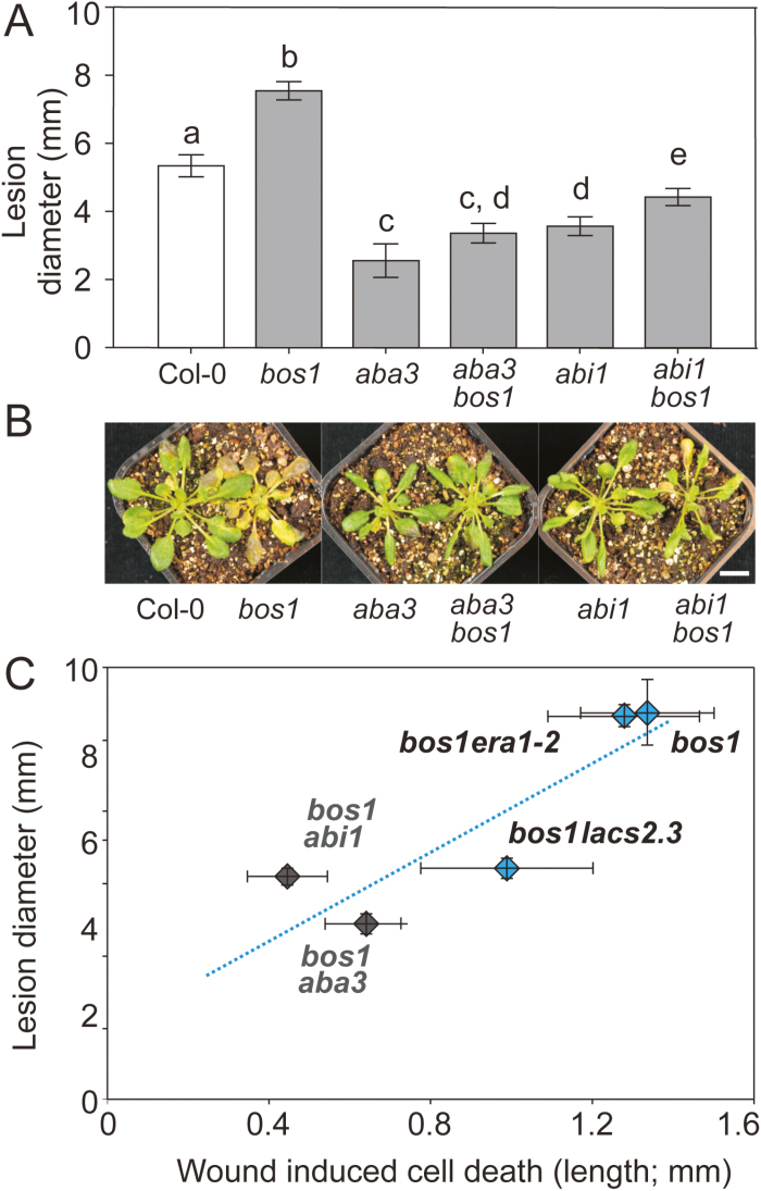 Fig. 9.