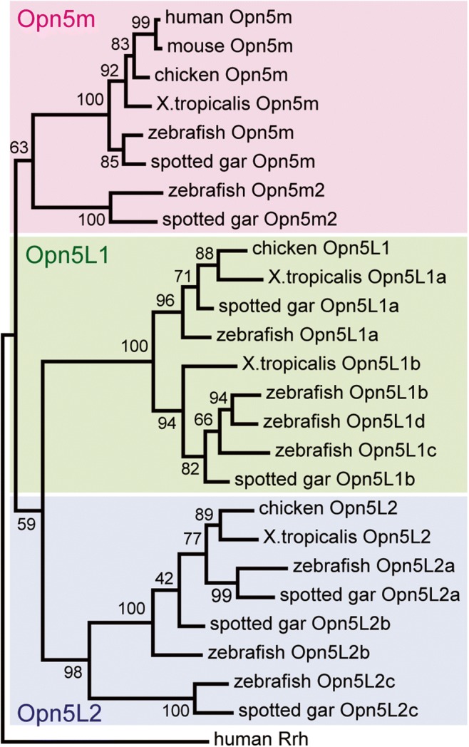 Fig. 2