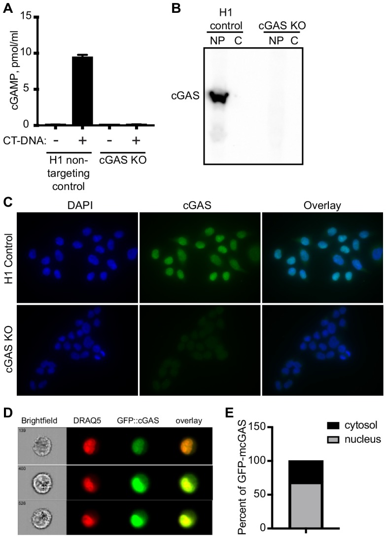 Figure 1—figure supplement 1.