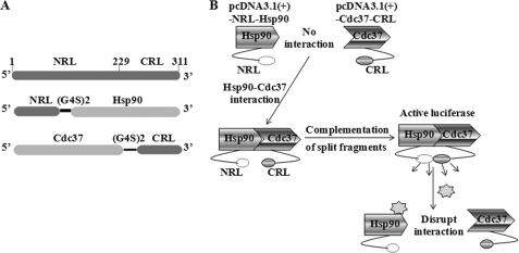 FIGURE 1.