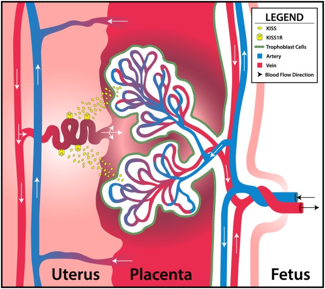 Figure 7.