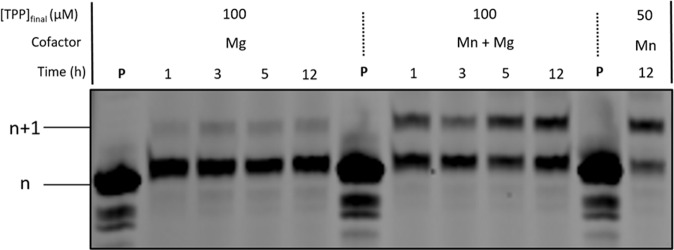 Fig. 5