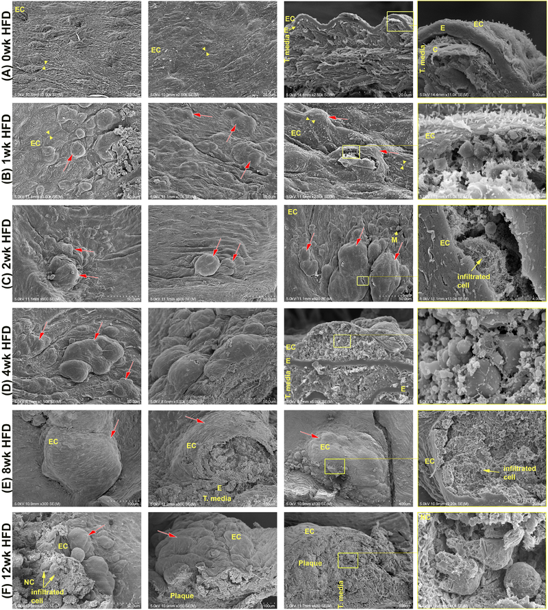 Fig. 2: