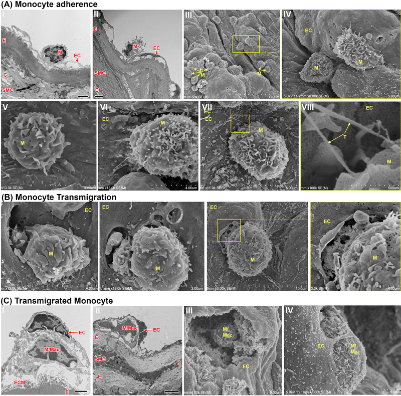 Fig. 3: