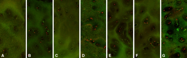 Fig. 2A–G