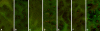Fig. 2A–G