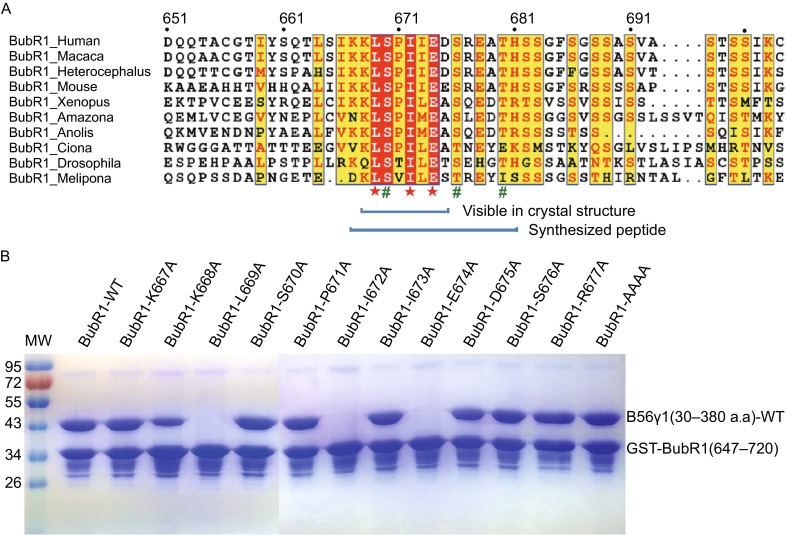 Figure 4