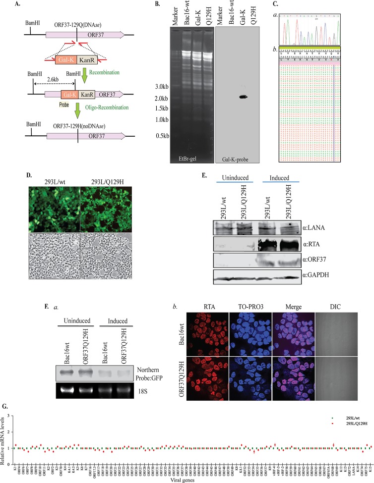 FIG 1