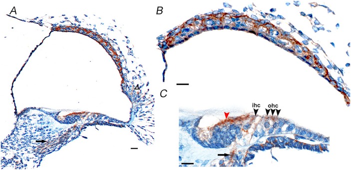 Fig 8