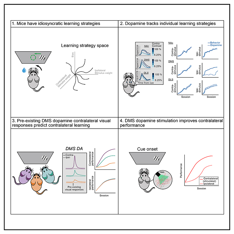 Graphical abstract