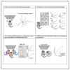 Graphical abstract