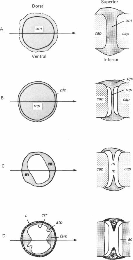 Fig. 9