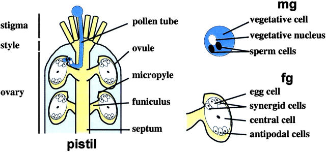 Figure 1.—