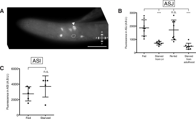 Figure 4—figure supplement 1.