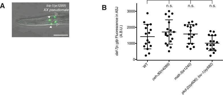 Figure 2—figure supplement 1.