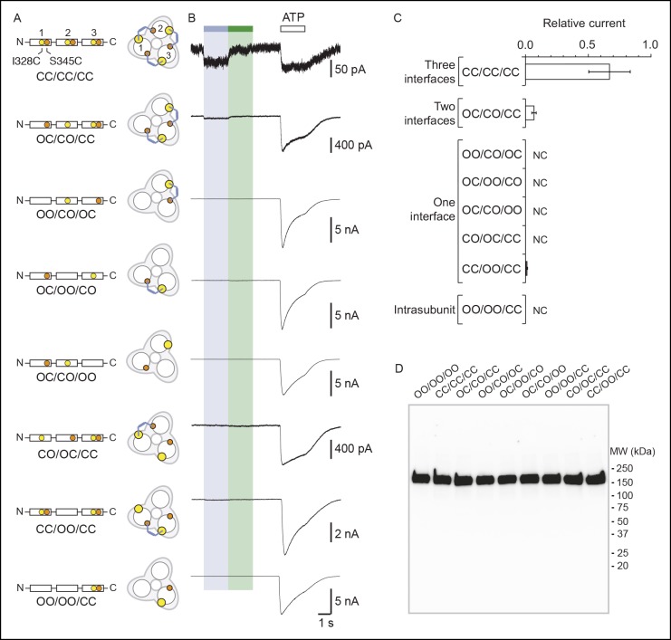 Figure 3—figure supplement 3.