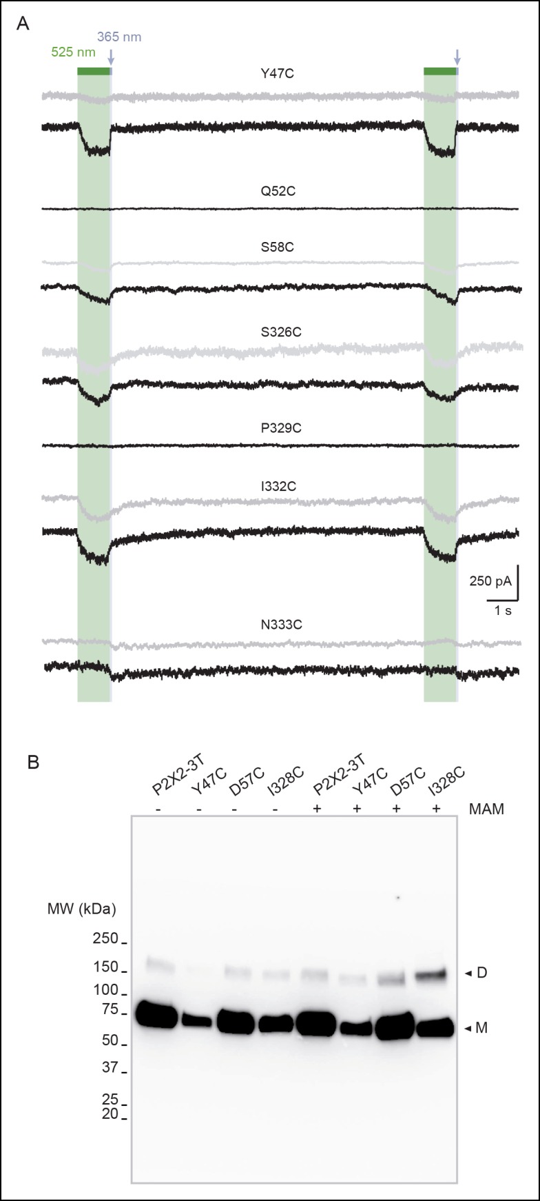 Figure 1—figure supplement 2.